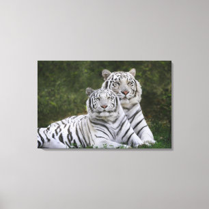 Weiße Phase, Bengal Tiger, Tigris Leinwanddruck