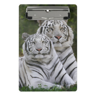 Weiße Phase, Bengal Tiger, Tigris Mini Klemmbrett