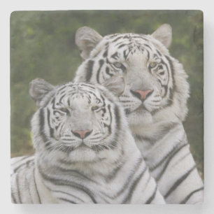 Weiße Phase, Bengal Tiger, Tigris Steinuntersetzer