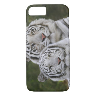 Weiße Phase, Bengalischer Tiger, Tigris Case-Mate iPhone Hülle