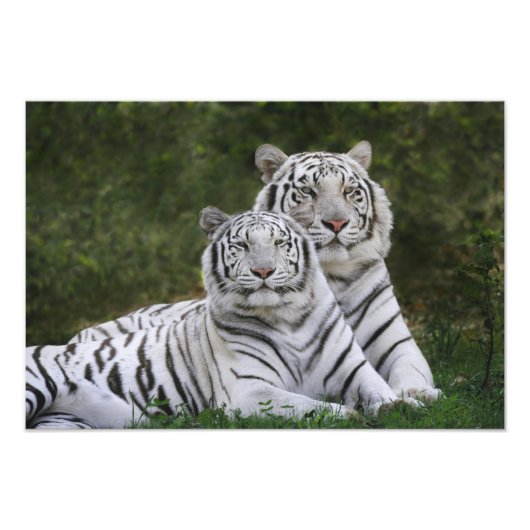 Weiße Phase, Bengalischer Tiger, Tigris Fotodruck (Vorne)