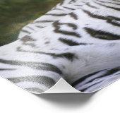 Weiße Phase, Bengalischer Tiger, Tigris Fotodruck (Ecke)