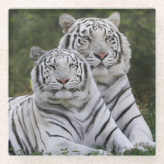 Weiße Phase, Bengalischer Tiger, Tigris Glasuntersetzer (Vorderseite)