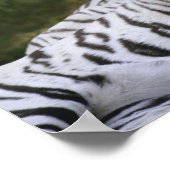 Weiße Phase, Bengalischer Tiger, Tigris Poster (Ecke)