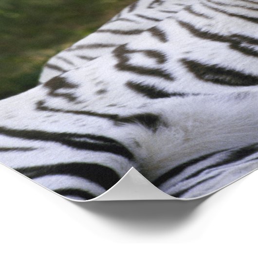 Weiße Phase, Bengalischer Tiger, Tigris Poster (Ecke)