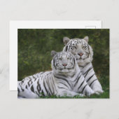 Weiße Phase, Bengalischer Tiger, Tigris Postkarte (Vorne/Hinten)