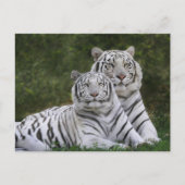 Weiße Phase, Bengalischer Tiger, Tigris Postkarte (Vorderseite)