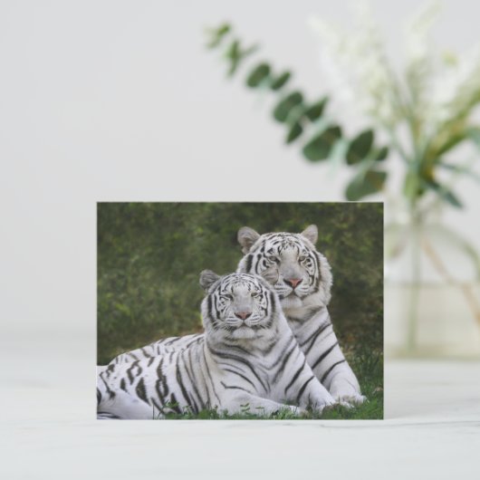 Weiße Phase, Bengalischer Tiger, Tigris Postkarte (Stehend Vorderseite)
