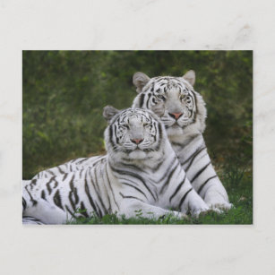 Weiße Phase, Bengalischer Tiger, Tigris Postkarte