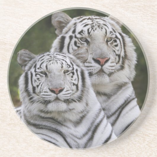 Weiße Phase, Bengalischer Tiger, Tigris Sandstein Untersetzer (Vorne)