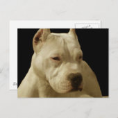 Weiße Pitbulle-Postkarte Postkarte (Vorne/Hinten)