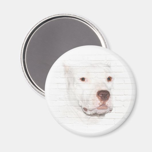 Weiße Pitbulle-Terrier Magnet (Vorderseite/Rückseite)