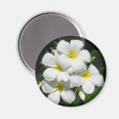 Weiße Plumeria auf Magnet (Vorderseite/Rückseite)