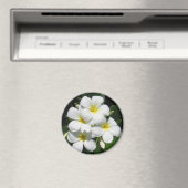 Weiße Plumeria auf Magnet (In Situ (Geschirrspüler))