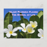 Weiße Plumeria Blume Hawaiianische Postkarte