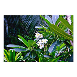 Weiße Plumeria-Blumen Fotodruck