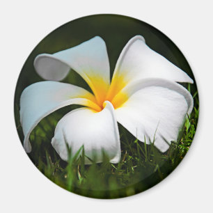 Weiße Plumeria Frangipani Hawaii Blume Magnet