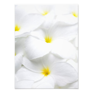 Weiße Plumeria Frangipani Hawaiianische tropische  Fotodruck