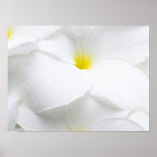 Weiße Plumeria Frangipani Hawaiianische tropische  Poster