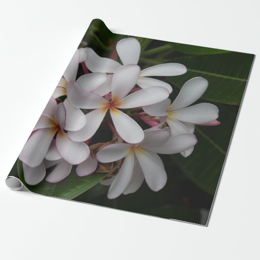 Weiße Plumeria Geschenkpapier (Ungerollt)