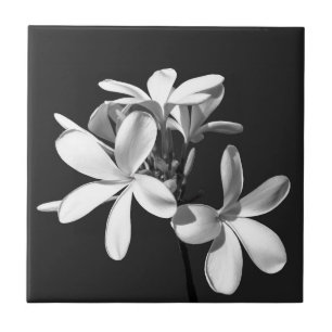 Weiße Plumeria in voller Blüte Fliese
