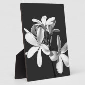 Weiße Plumeria in voller Blüte Fotoplatte (Seite)