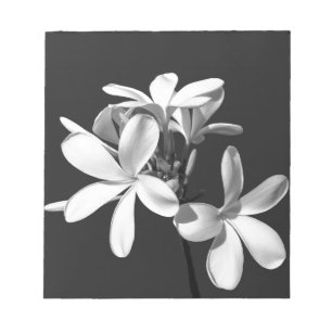 Weiße Plumeria in voller Blüte Notizblock