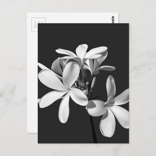 Weiße Plumeria in voller Blüte Postkarte (Vorne/Hinten)