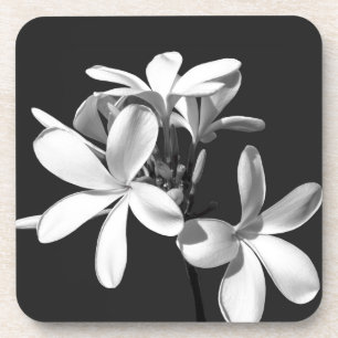 Weiße Plumeria in voller Blüte Untersetzer