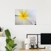 Weiße Plumeria Poster (Heimbüro)