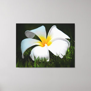 Weiße Plumeriafrangipani-Hawaii-Blume Leinwanddruck
