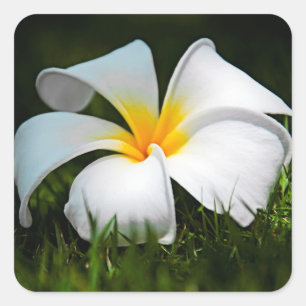 Weiße Plumeriafrangipani-Hawaii-Blume Quadratischer Aufkleber