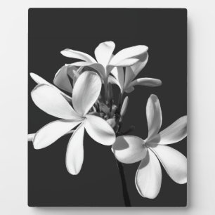 Weiße Plumerie in voller Blüte Fotoplatte