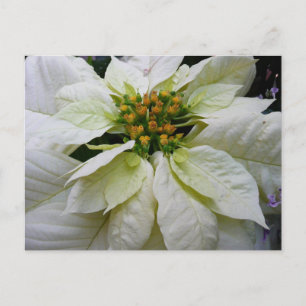 Weiße Poinsettia Elegante Weihnachtsfeier Floral Feiertagspostkarte