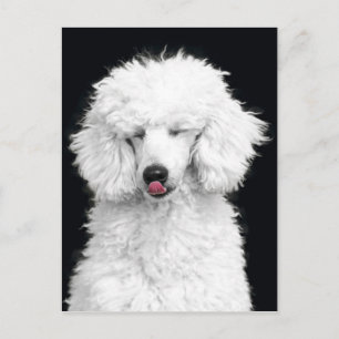 Weiße Poodle Postkarte