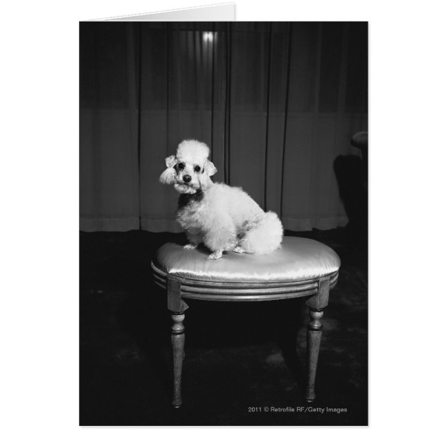 Weiße Poodle sitzend auf Hocker B&W (Vorne)