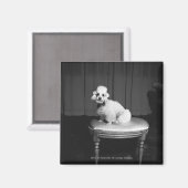Weiße Poodle sitzend auf Hocker B&W Magnet (Vorderseite/Rückseite)
