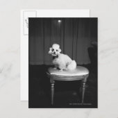 Weiße Poodle sitzend auf Hocker B&W Postkarte (Vorne/Hinten)