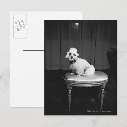 Weiße Poodle sitzend auf Hocker B&W Postkarte (Vorne/Hinten)
