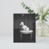 Weiße Poodle sitzend auf Hocker B&W Postkarte (Stehend Vorderseite)