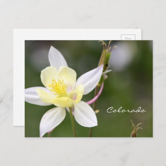 Weiße Postkarte (Vorne/Hinten)