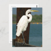 Weiße Postkarte (Vorne/Hinten)