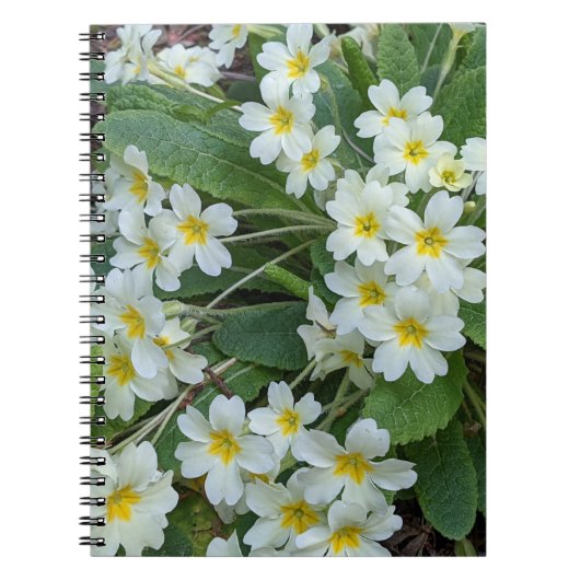 Weiße Primrosen mit gelben Zentren, blorfarbig Notizblock (Vorderseite)