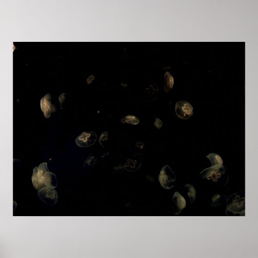 Weiße Qualle Poster (Vorne)