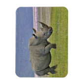 Weiße Rhinozeros und weit entfernte Flamingos, Magnet (Vertikal)