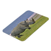 Weiße Rhinozeros und weit entfernte Flamingos, Magnet (Linke Seite)