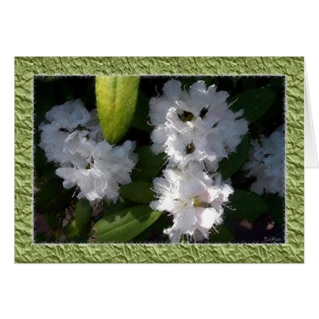 Weiße Rhododendren-Karte (Vorderseite (Horizontal))