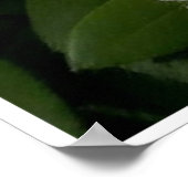 Weiße Rhododendren Poster (Ecke)