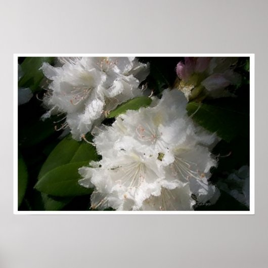 Weiße Rhododendren Poster (Vorne)
