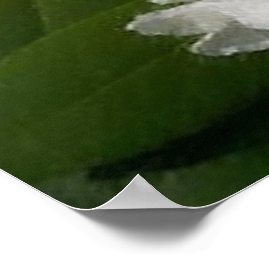 Weiße Rhododendren Poster (Ecke)